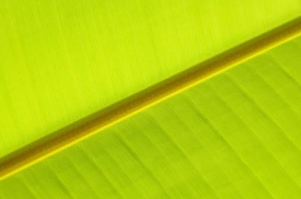 Close up of green fresh banana leaf — Stock Photo, Image