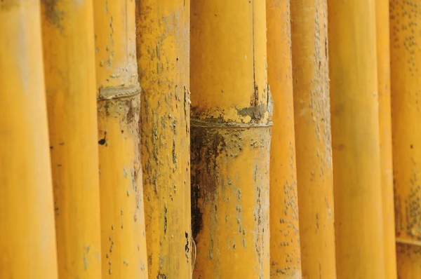 Primer plano de bambú amarillo —  Fotos de Stock