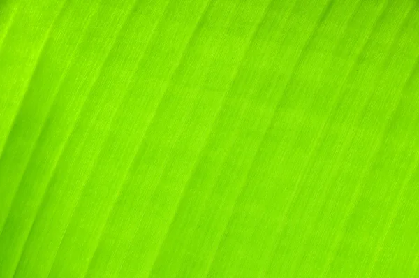 Close-up de folha de banana — Fotografia de Stock