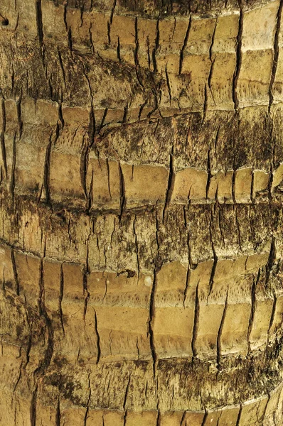 stock image Coconut tree bark