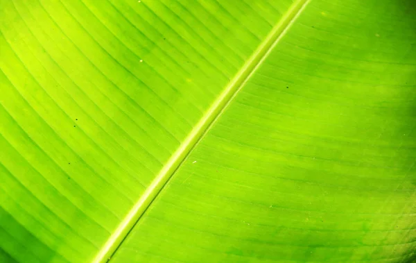 Close up of green leaves — Stock Photo, Image