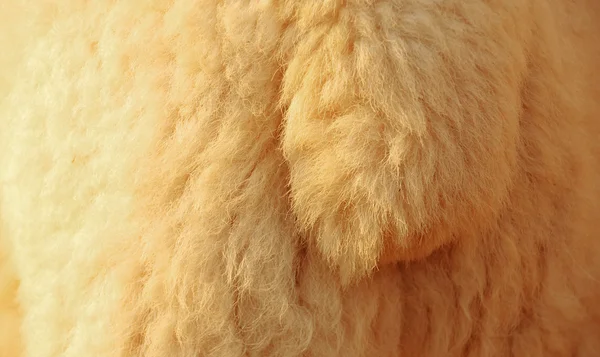 양 털 — 스톡 사진