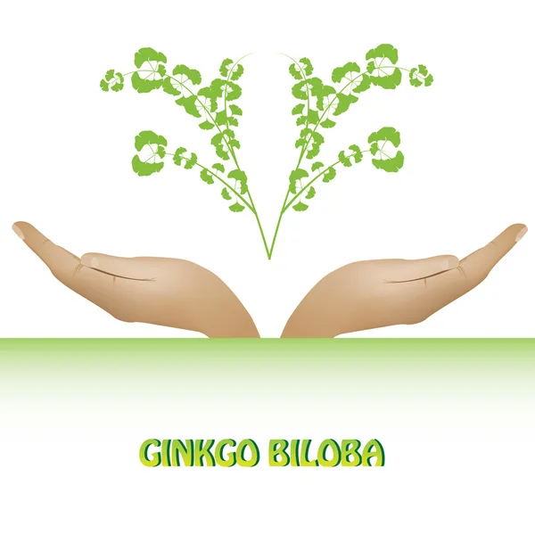 Ginkgo biloba planta fundo — Vetor de Stock