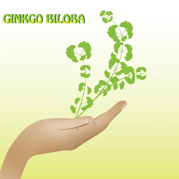 Ginkgo biloba planta fundo — Vetor de Stock