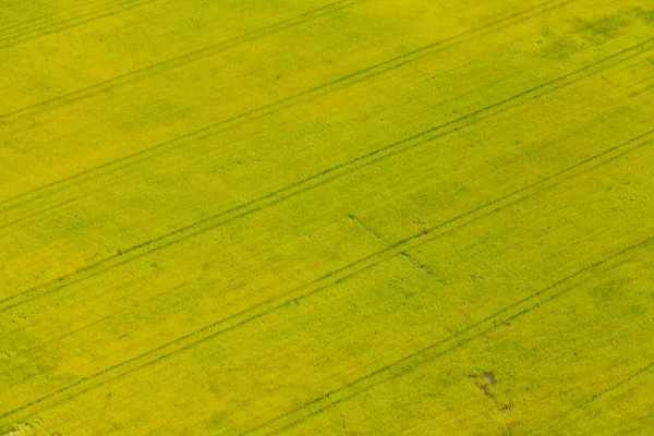 Aerial view of harvest field — Stock Photo, Image
