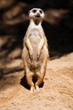 suricata Hayvanat Bahçesi