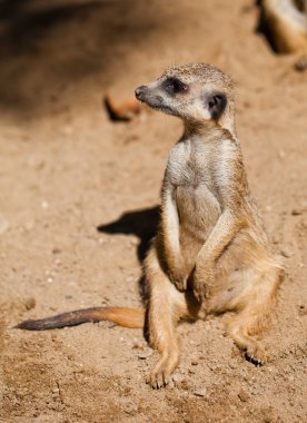 suricata Hayvanat Bahçesi