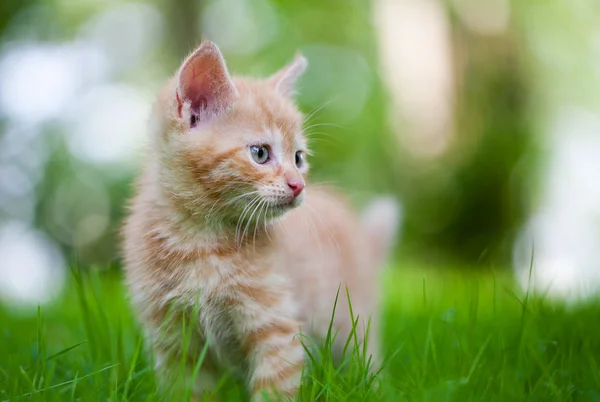 stock image Kitten