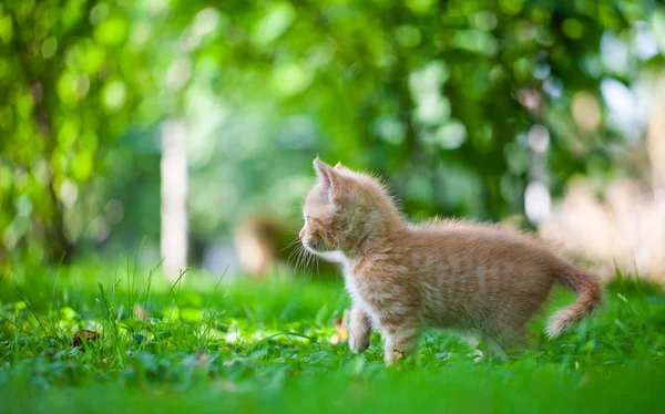 stock image Kitten