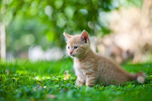 stock image Kitten