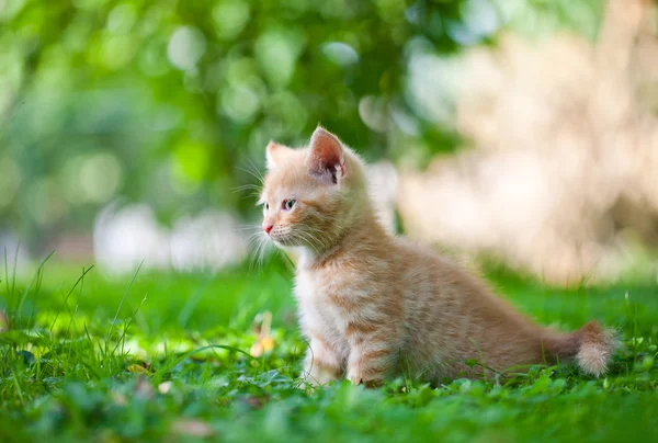 stock image Kitten