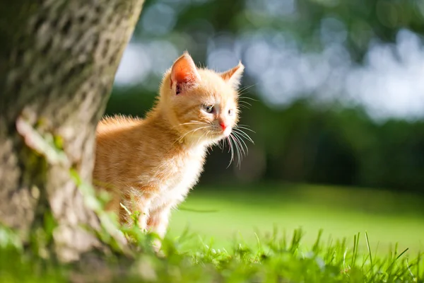 stock image Kitten