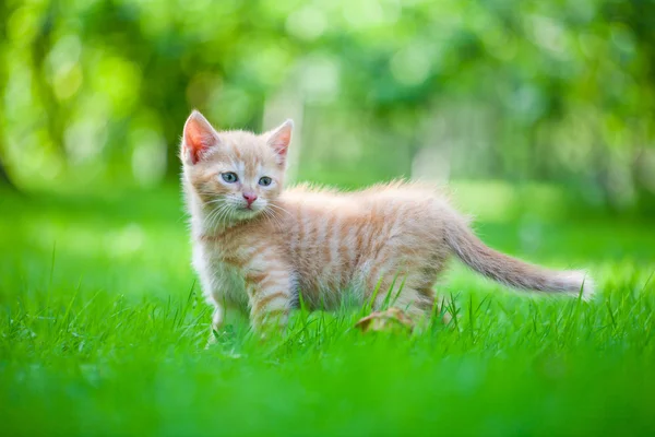 stock image Kitten