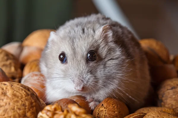 stock image Hamster and nuts