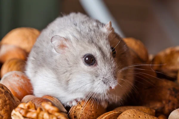 Stock image Hamster and nuts