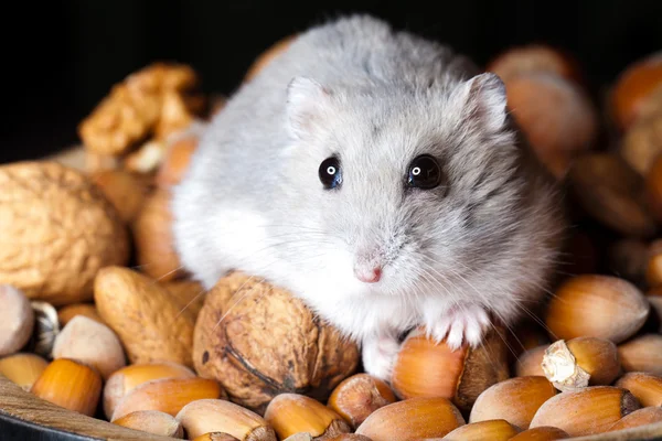 stock image Hamster and nuts