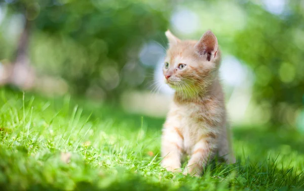 stock image Little kitten in the garden