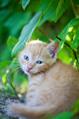 Bahçedeki küçük kedi yavrusu