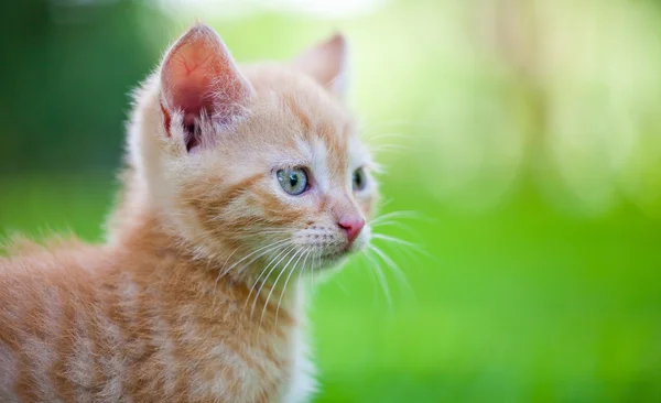 stock image Little kitten in the garden