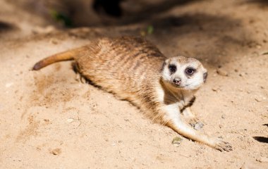 suricata Hayvanat Bahçesi