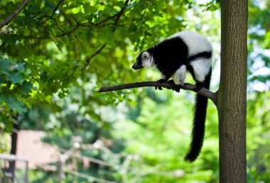 Black and white lemur Vari (ruffed lemur) in the forest clipart