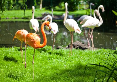 Flamingo kuşları