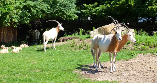 Koza v divočině během dne — Stock fotografie