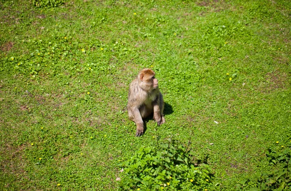 Macaco no campo verde — Fotografia de Stock