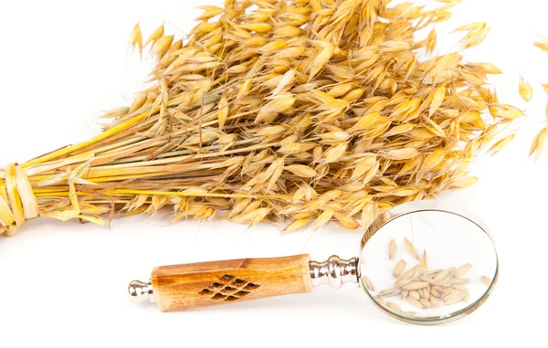 Ispezione del grano raccolto — Foto Stock