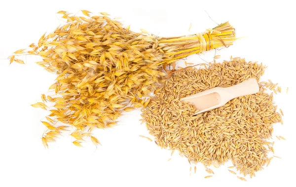 Raccolta del grano — Foto Stock