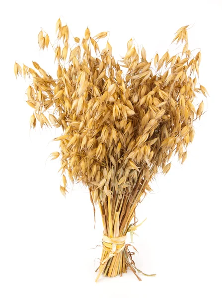 stock image Harvest grain