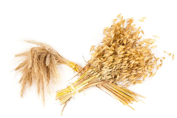 Harvest grain — Stock Photo, Image