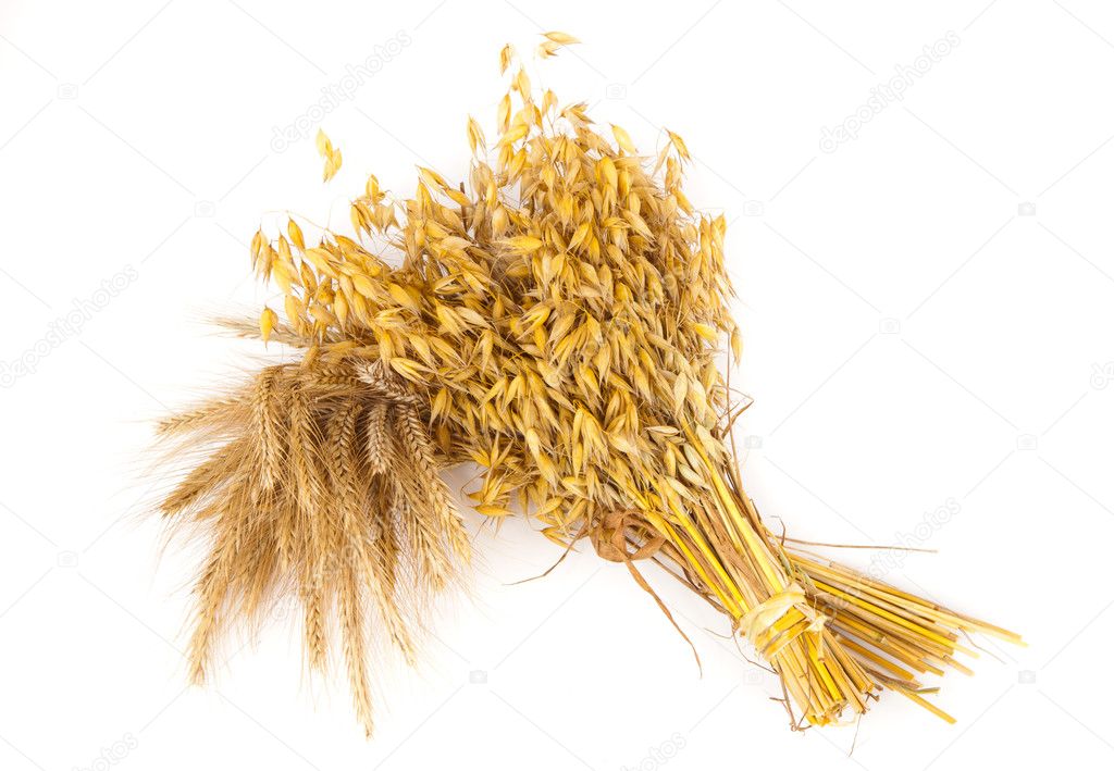 Harvest grain