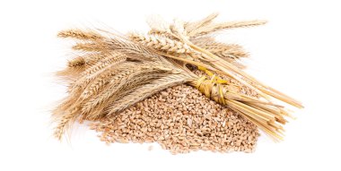 Harvest grain clipart