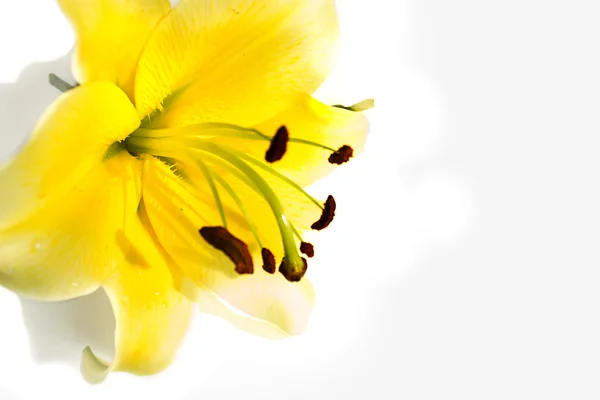 Yellow lily flower on a white background — Stock Photo, Image