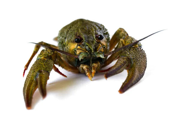 Crayfish on a white background — Stock Photo, Image