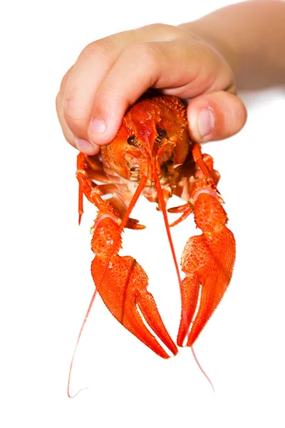 stock image A little boy holding a crayfish