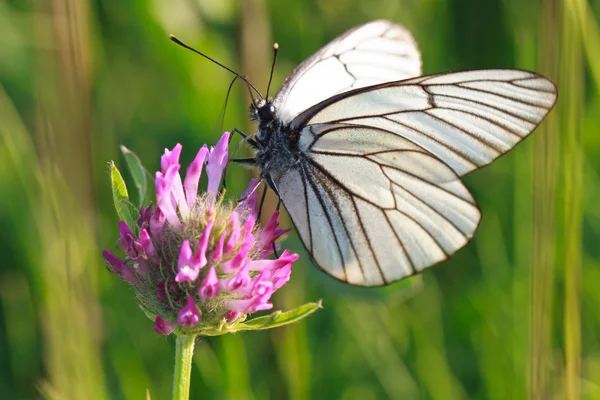 stock image Butterfly on a flower