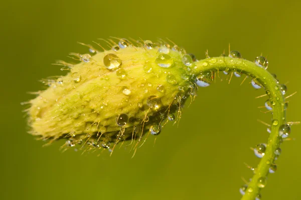 stock image Green unripe poppy head