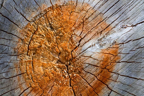 Bir ağaç gövdesi Ahşap dokusu — Stok fotoğraf