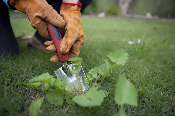 Close Up gardening pulling out weeds — Stock Photo, Image
