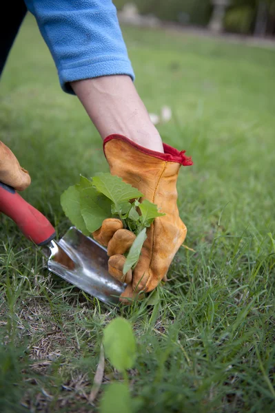 Work in garden pulling out weeds — Stock Photo, Image