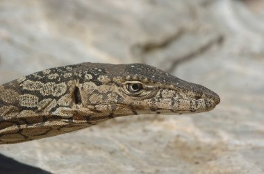 vahşi perenty çıkacağız outback Avustralya