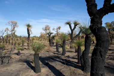 Australia Bushland after Fire clipart