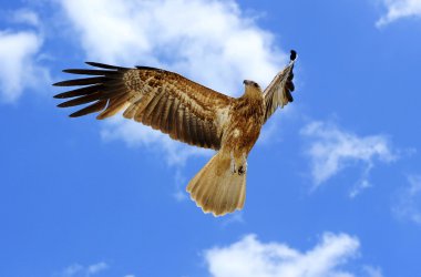 Flying Hawk - Bird of Prey clipart