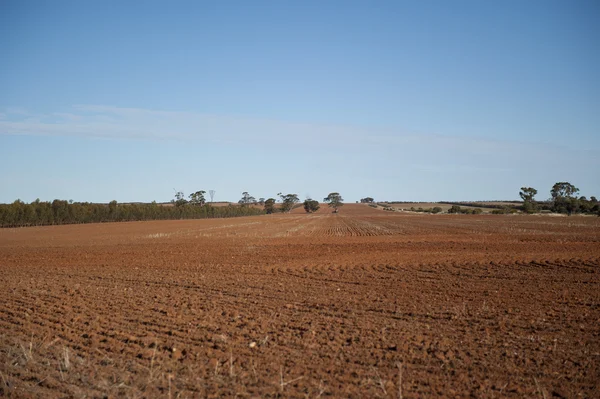 Barren wheat field Western Australia — Stock Photo, Image