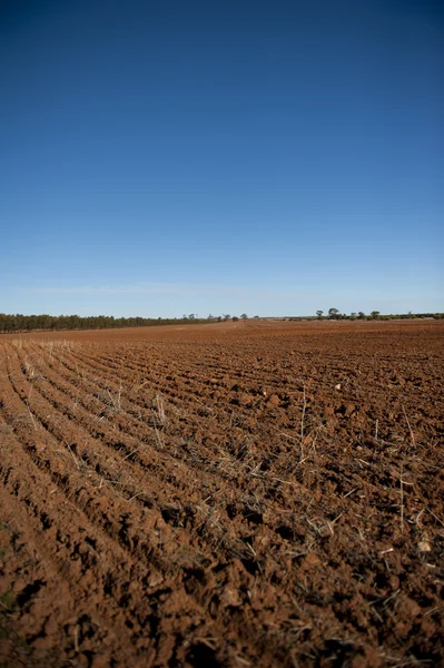 Campo de trigo estéril Austrália Ocidental — Fotografia de Stock