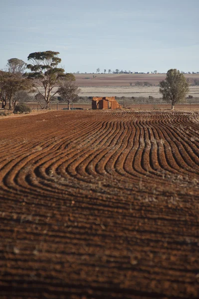 Campo de trigo estéril Austrália Ocidental — Fotografia de Stock
