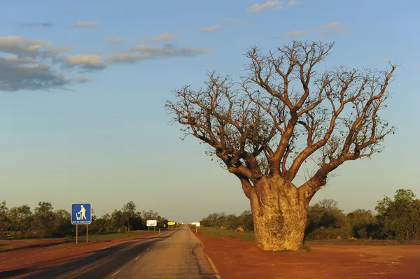 Дерево на автостраде в австралийской глубинке — стоковое фото