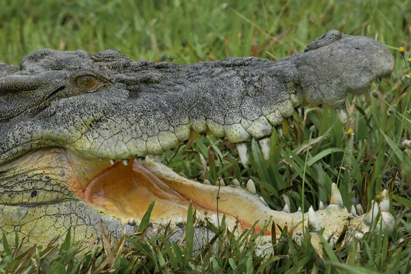 Закрыть соленого крокодила — стоковое фото